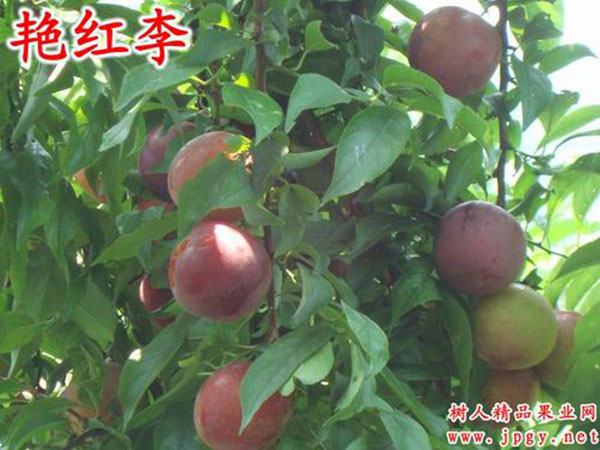 豔紅(hóng)