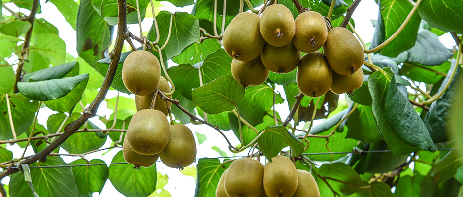 落葉果樹(shù)類