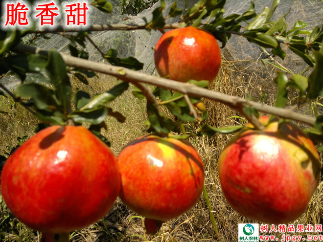 長沙市順世農林科技有限公司,湖(hú)南(nán)柑橘品種銷售,中國(guó)果樹(shù)網,常綠(lǜ)果樹(shù)類哪裡(lǐ)好(hǎo) 長沙市順世農林科技有限公司,湖(hú)南(nán)柑橘品種銷售,中國(guó)果樹(shù)網,常綠(lǜ)果樹(shù)類哪裡(lǐ)好(hǎo)