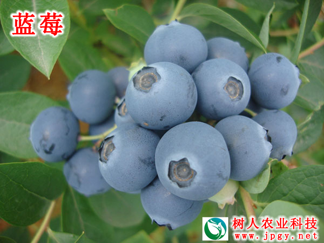 長沙市順世農林科技有限公司,湖(hú)南(nán)柑橘品種銷售,中國(guó)果樹(shù)網,常綠(lǜ)果樹(shù)類哪裡(lǐ)好(hǎo)