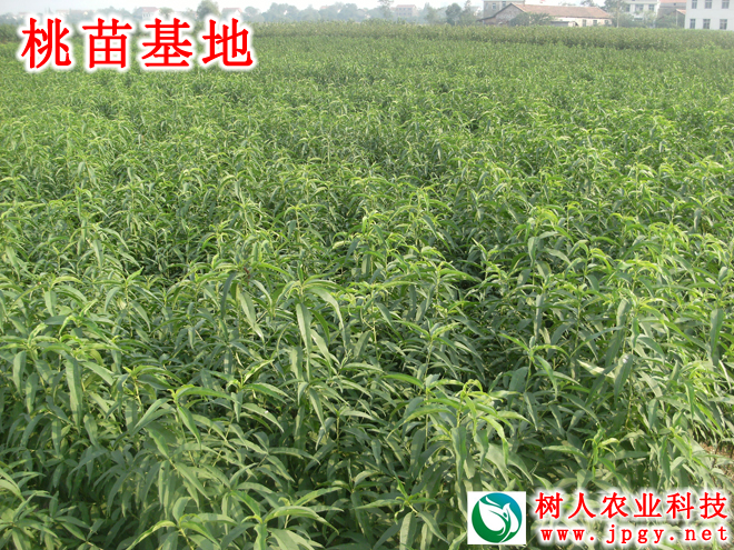 特種栽培技(jì)術(shù)