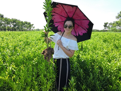 彩色油菜花(huā)的(de)研究與開(kāi)發推廣
