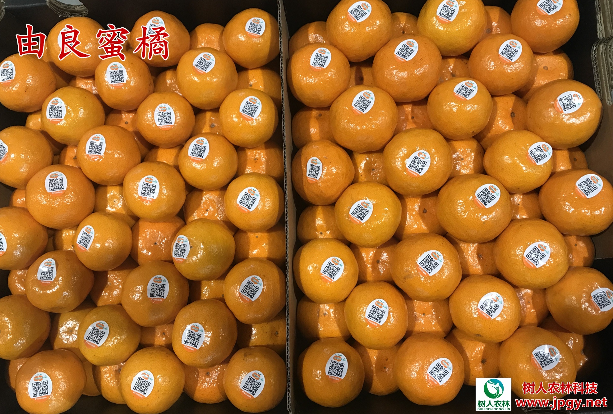 長沙市順世農林科技有限公司,湖(hú)南(nán)柑橘品種銷售,中國(guó)果樹(shù)網,常綠(lǜ)果樹(shù)類哪裡(lǐ)好(hǎo)