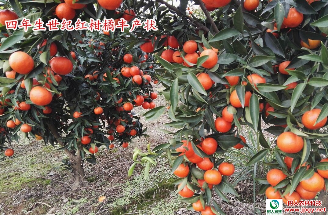 長沙市順世農林科技有限公司,湖(hú)南(nán)柑橘品種銷售,中國(guó)果樹(shù)網,常綠(lǜ)果樹(shù)類哪裡(lǐ)好(hǎo)