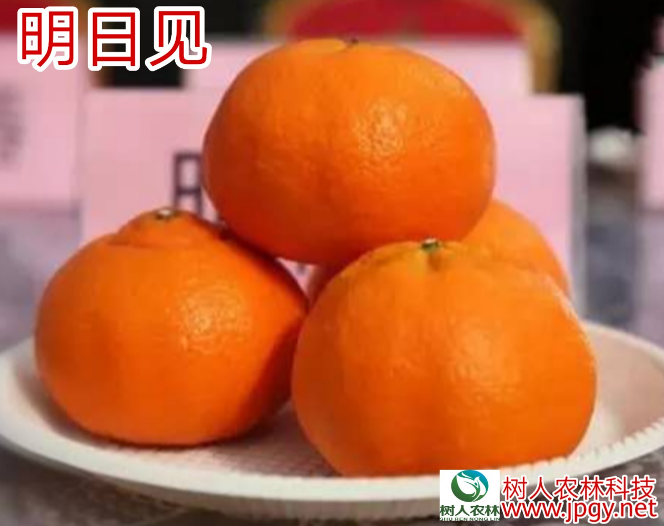 長沙市順世農林科技有限公司,湖(hú)南(nán)柑橘品種銷售,中國(guó)果樹(shù)網,常綠(lǜ)果樹(shù)類哪裡(lǐ)好(hǎo)