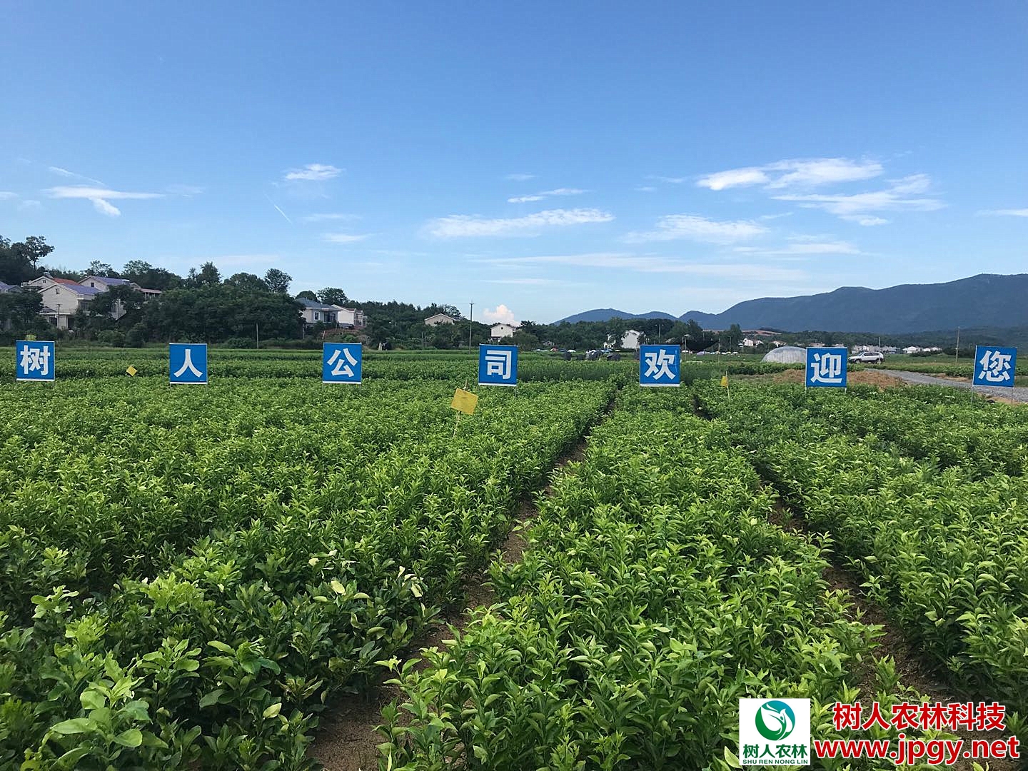 長沙市順世農林科技有限公司,湖(hú)南(nán)柑橘品種銷售,中國(guó)果樹(shù)網,常綠(lǜ)果樹(shù)類哪裡(lǐ)好(hǎo)
