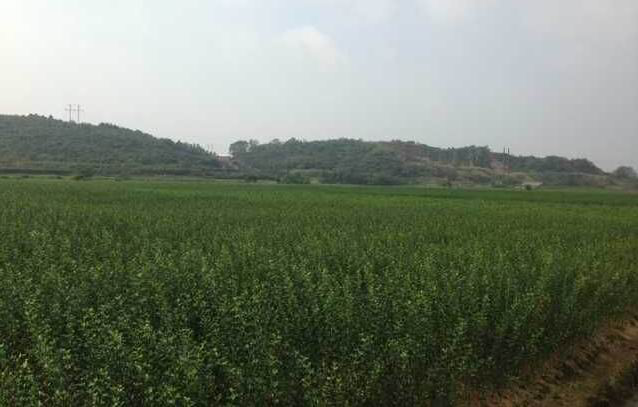 長沙市順世農林科技有限公司,湖(hú)南(nán)柑橘品種銷售,中國(guó)果樹(shù)網,常綠(lǜ)果樹(shù)類哪裡(lǐ)好(hǎo)