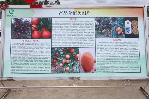 長沙市順世農林科技有限公司,湖(hú)南(nán)柑橘品種銷售,中國(guó)果樹(shù)網,常綠(lǜ)果樹(shù)類哪裡(lǐ)好(hǎo)