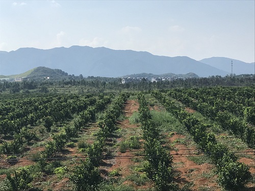 長沙市順世農林科技有限公司,湖(hú)南(nán)柑橘品種銷售,中國(guó)果樹(shù)網,常綠(lǜ)果樹(shù)類哪裡(lǐ)好(hǎo) 長沙市順世農林科技有限公司,湖(hú)南(nán)柑橘品種銷售,中國(guó)果樹(shù)網,常綠(lǜ)果樹(shù)類哪裡(lǐ)好(hǎo)