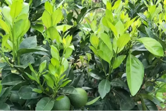 長沙市順世農林科技有限公司,湖(hú)南(nán)柑橘品種銷售,中國(guó)果樹(shù)網,常綠(lǜ)果樹(shù)類哪裡(lǐ)好(hǎo) 長沙市順世農林科技有限公司,湖(hú)南(nán)柑橘品種銷售,中國(guó)果樹(shù)網,常綠(lǜ)果樹(shù)類哪裡(lǐ)好(hǎo)
