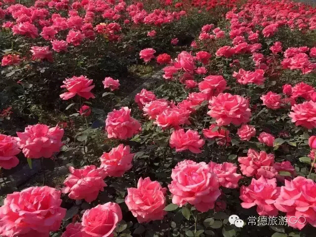 長沙市順世農林科技有限公司,湖(hú)南(nán)柑橘品種銷售,中國(guó)果樹(shù)網,常綠(lǜ)果樹(shù)類哪裡(lǐ)好(hǎo)