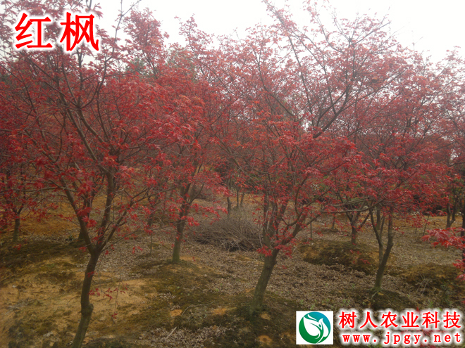 紅(hóng)楓