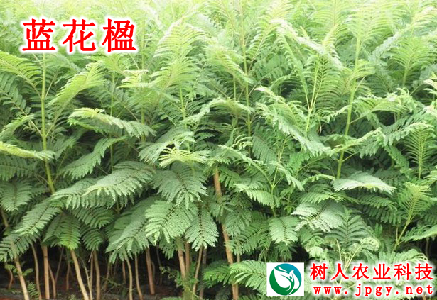 藍(lán)花(huā)楹