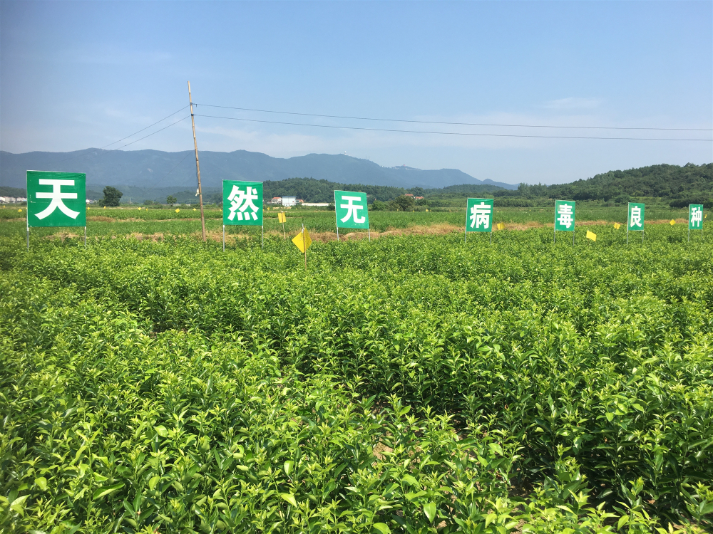 十月(yuè)小(xiǎo)陽春，栽苗好(hǎo)季節