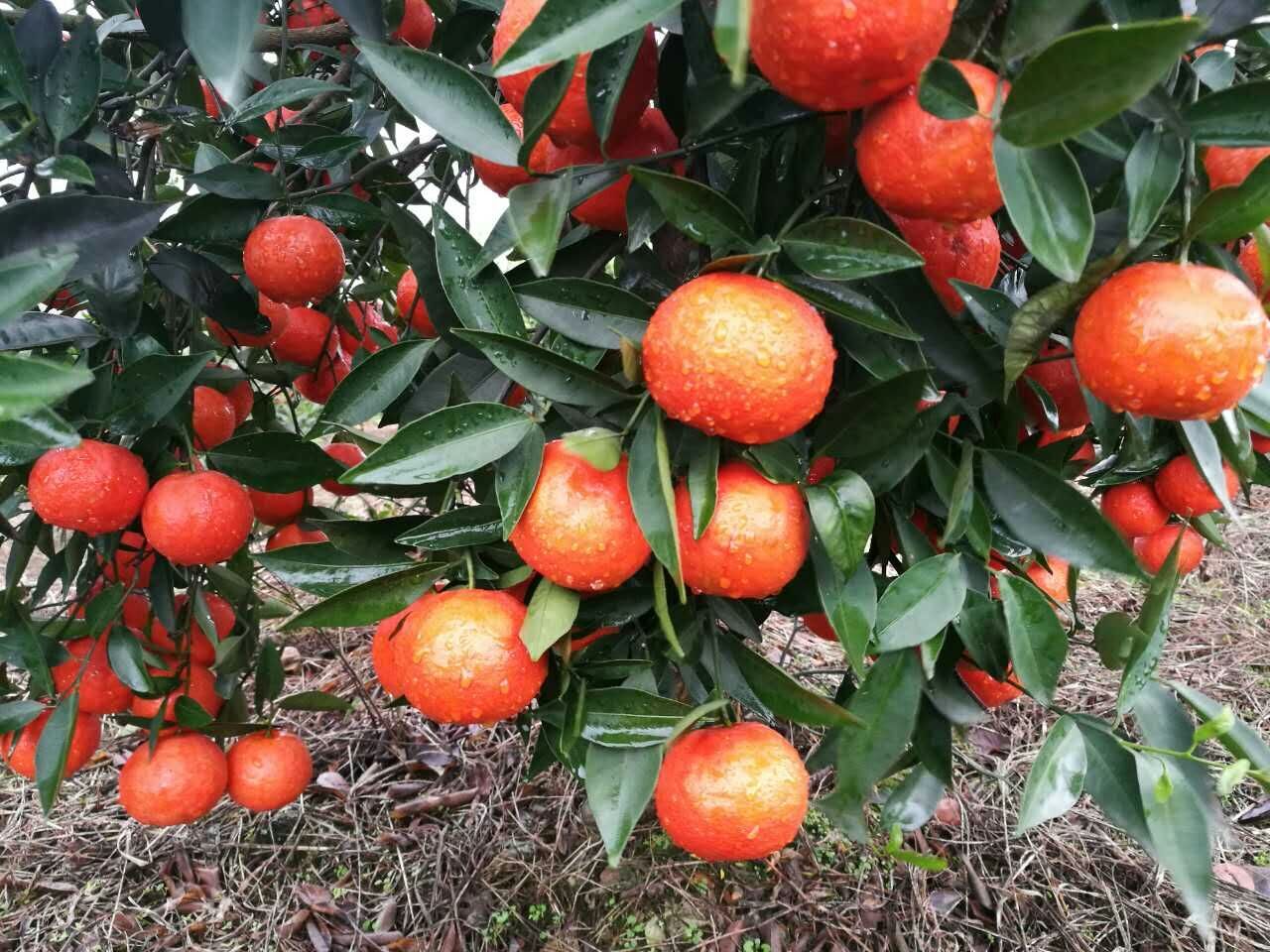 一(yī)個(gè)橘子(zǐ)抵一(yī)個(gè)蘋果 今年(nián)橘子(zǐ)有(yǒu)點貴
