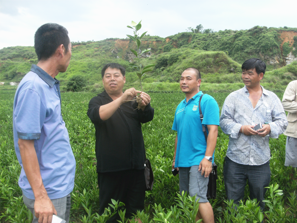 長沙市順世農林科技有限公司,湖(hú)南(nán)柑橘品種銷售,中國(guó)果樹(shù)網,常綠(lǜ)果樹(shù)類哪裡(lǐ)好(hǎo) 長沙市順世農林科技有限公司,湖(hú)南(nán)柑橘品種銷售,中國(guó)果樹(shù)網,常綠(lǜ)果樹(shù)類哪裡(lǐ)好(hǎo)
