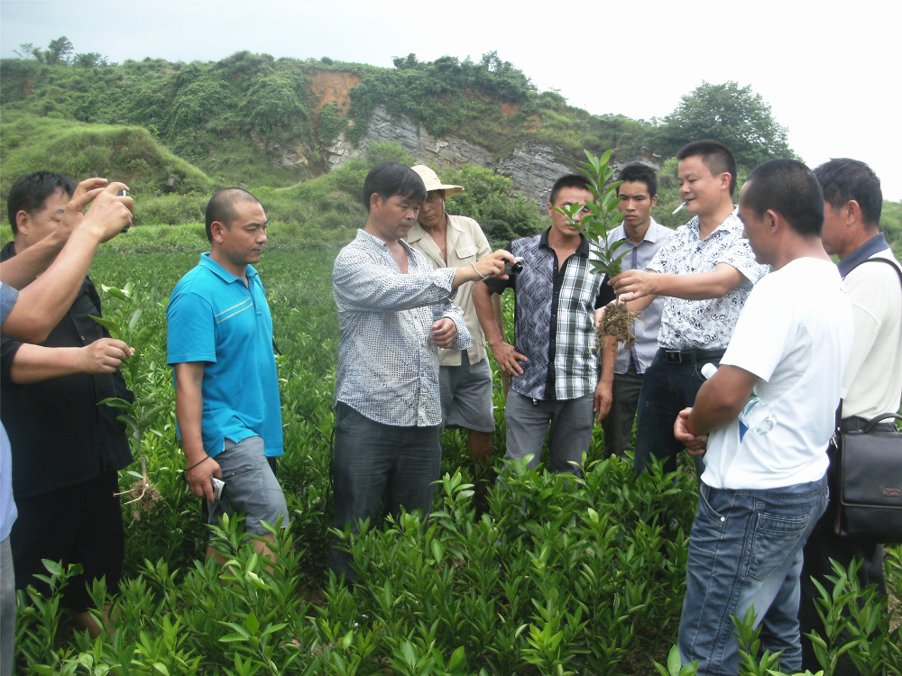 長沙市順世農林科技有限公司,湖(hú)南(nán)柑橘品種銷售,中國(guó)果樹(shù)網,常綠(lǜ)果樹(shù)類哪裡(lǐ)好(hǎo) 長沙市順世農林科技有限公司,湖(hú)南(nán)柑橘品種銷售,中國(guó)果樹(shù)網,常綠(lǜ)果樹(shù)類哪裡(lǐ)好(hǎo)