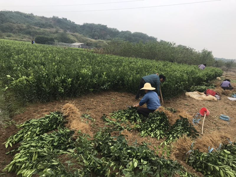 三大(dà)創新構建出我國(guó)科(kē)技(jì)服務農(nóng)業(yè)生(shēng)産新格局