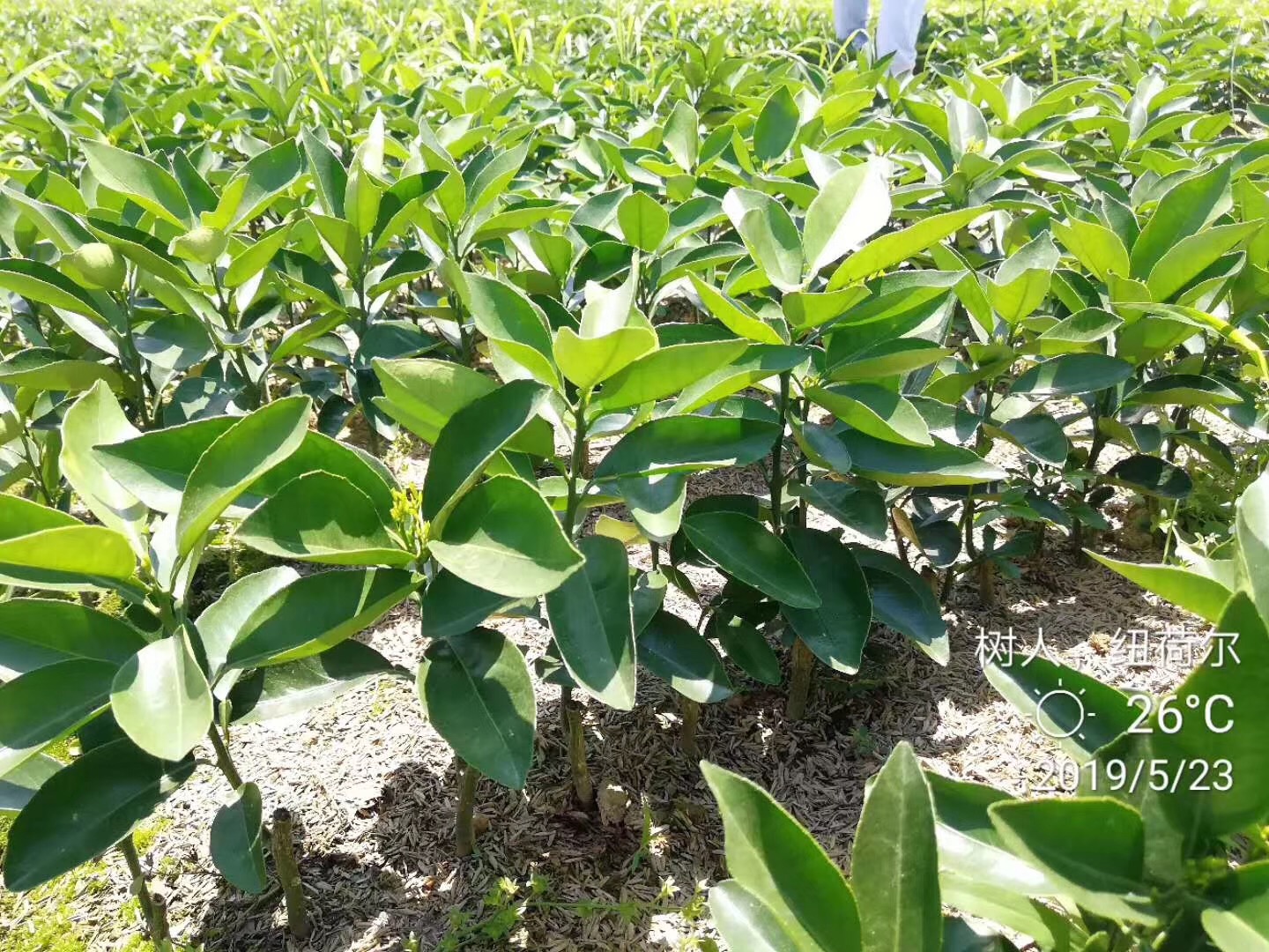 長沙市順世農林科技有限公司,湖(hú)南(nán)柑橘品種銷售,中國(guó)果樹(shù)網,常綠(lǜ)果樹(shù)類哪裡(lǐ)好(hǎo)