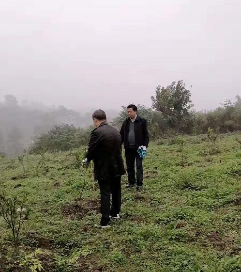 長沙市順世農林科技有限公司,湖(hú)南(nán)柑橘品種銷售,中國(guó)果樹(shù)網,常綠(lǜ)果樹(shù)類哪裡(lǐ)好(hǎo)
