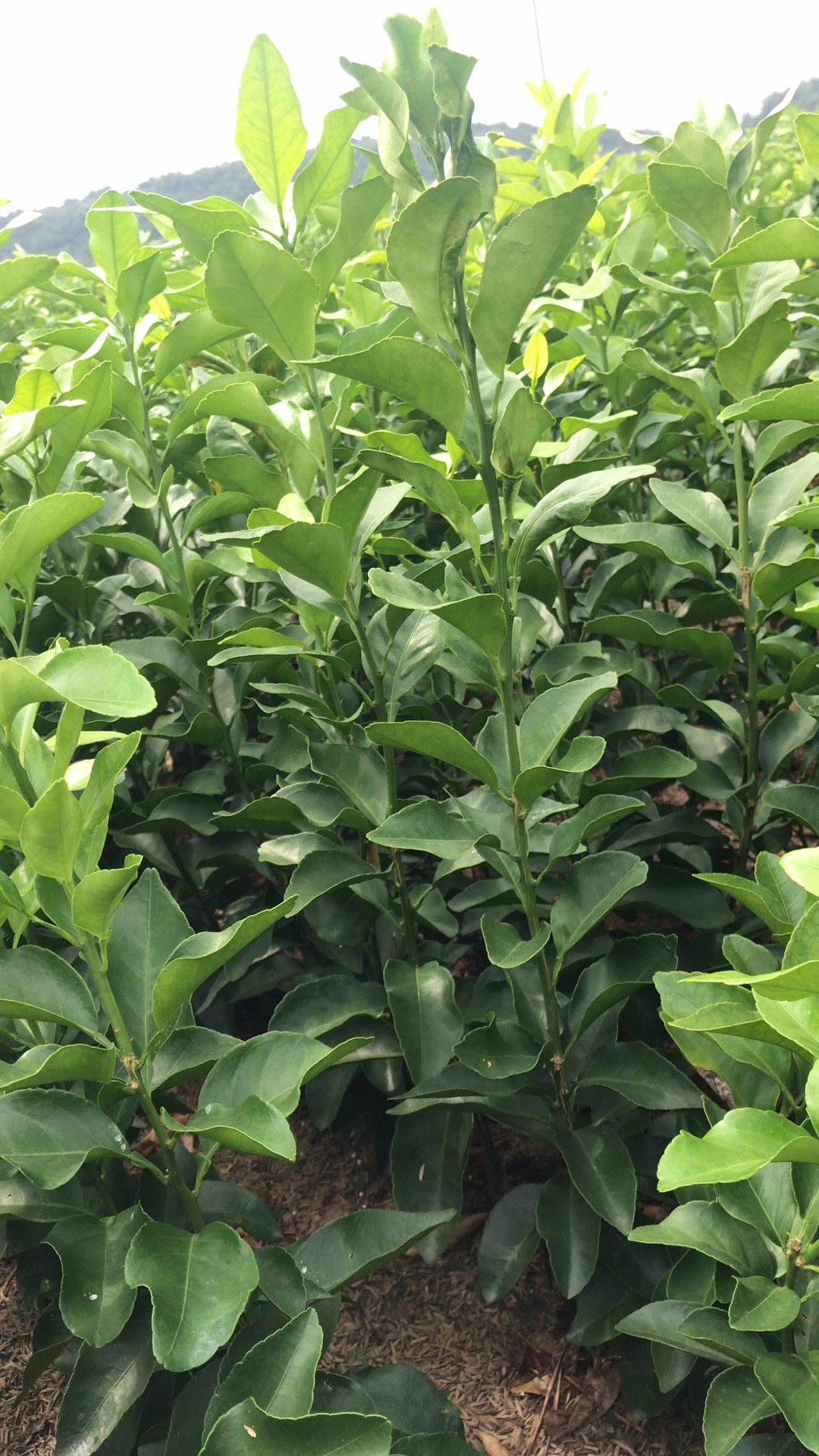 特種栽培技(jì)術(shù)