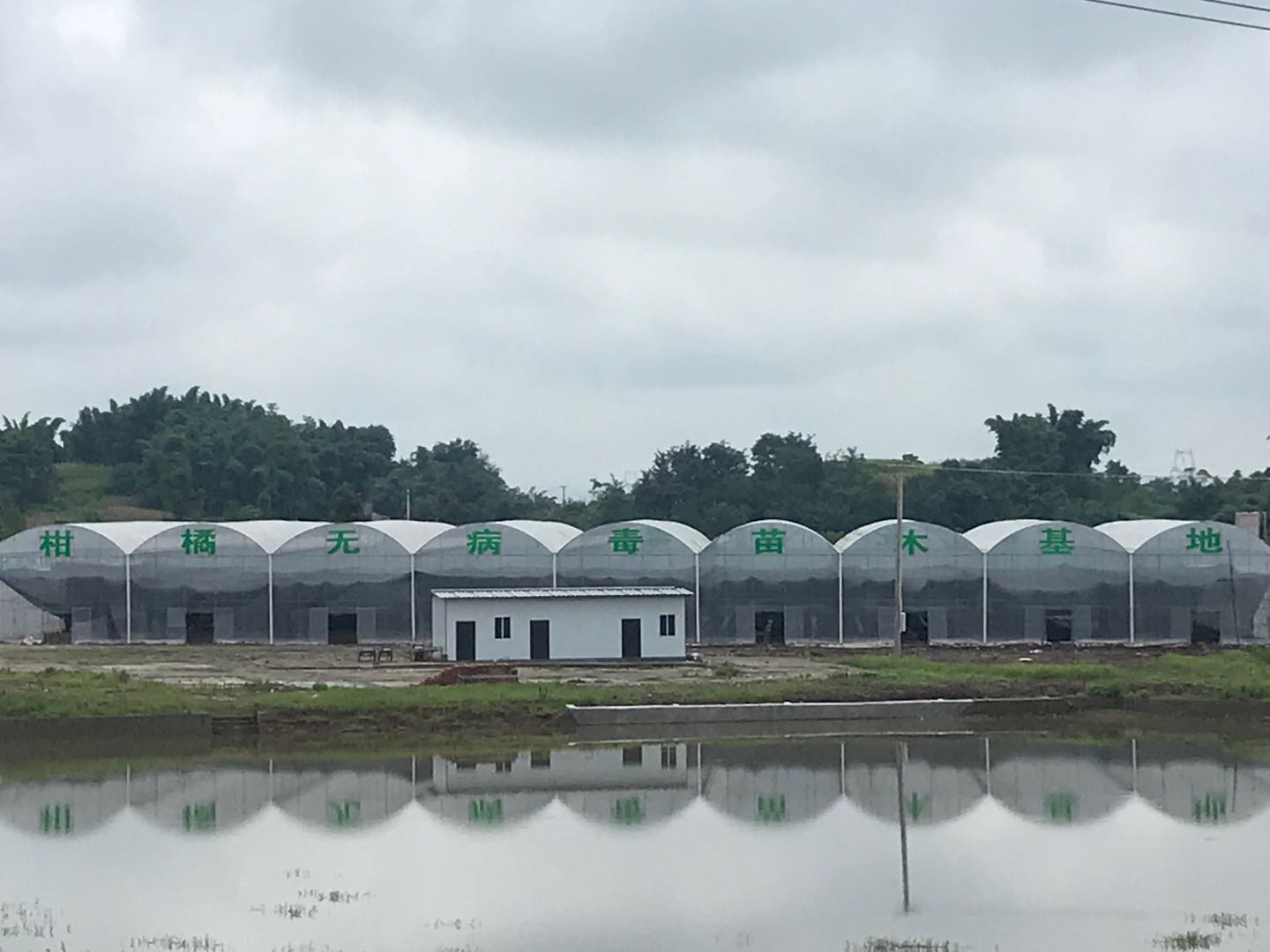 長沙市順世農林科技有限公司,湖(hú)南(nán)柑橘品種銷售,中國(guó)果樹(shù)網,常綠(lǜ)果樹(shù)類哪裡(lǐ)好(hǎo) 長沙市順世農林科技有限公司,湖(hú)南(nán)柑橘品種銷售,中國(guó)果樹(shù)網,常綠(lǜ)果樹(shù)類哪裡(lǐ)好(hǎo)