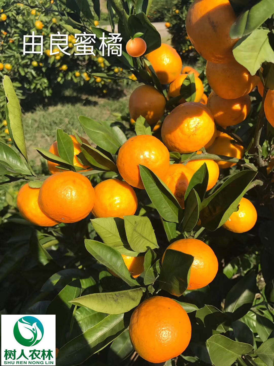 長沙市順世農林科技有限公司,湖(hú)南(nán)柑橘品種銷售,中國(guó)果樹(shù)網,常綠(lǜ)果樹(shù)類哪裡(lǐ)好(hǎo)