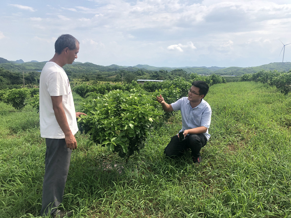 長沙市順世農林科技有限公司,湖(hú)南(nán)柑橘品種銷售,中國(guó)果樹(shù)網,常綠(lǜ)果樹(shù)類哪裡(lǐ)好(hǎo)