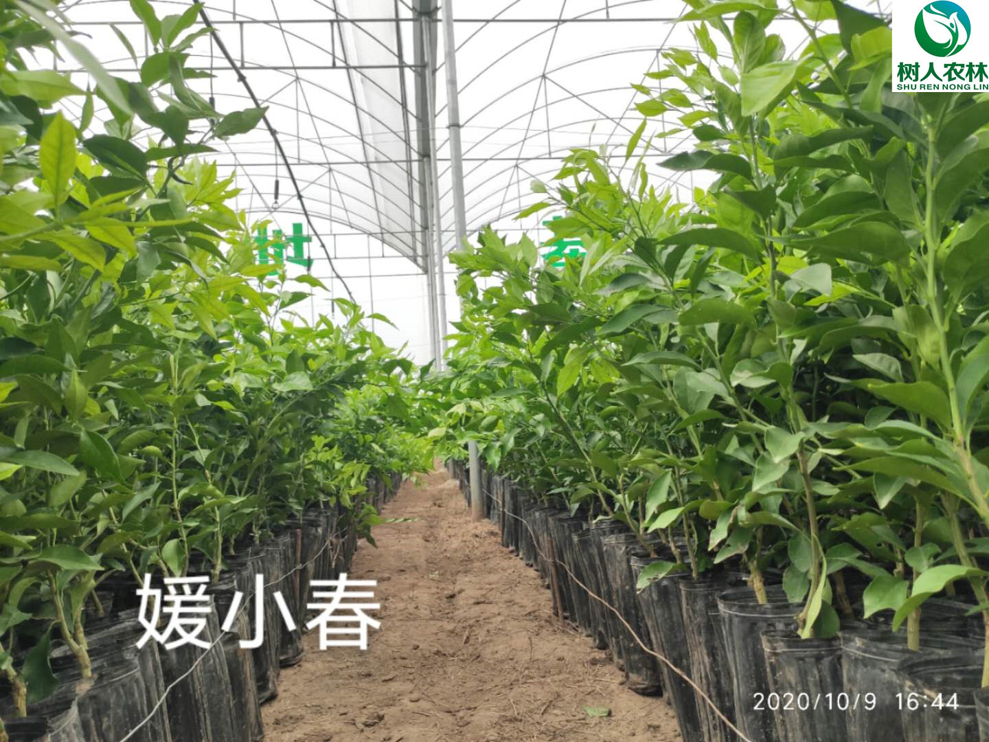 長沙市順世農林科技有限公司,湖(hú)南(nán)柑橘品種銷售,中國(guó)果樹(shù)網,常綠(lǜ)果樹(shù)類哪裡(lǐ)好(hǎo)