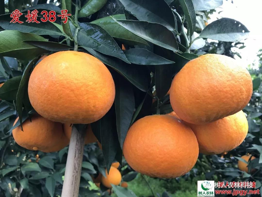 長沙市順世農林科技有限公司,湖(hú)南(nán)柑橘品種銷售,中國(guó)果樹(shù)網,常綠(lǜ)果樹(shù)類哪裡(lǐ)好(hǎo)