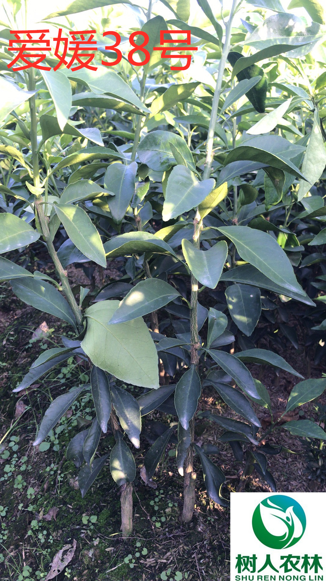 長沙市順世農林科技有限公司,湖(hú)南(nán)柑橘品種銷售,中國(guó)果樹(shù)網,常綠(lǜ)果樹(shù)類哪裡(lǐ)好(hǎo)