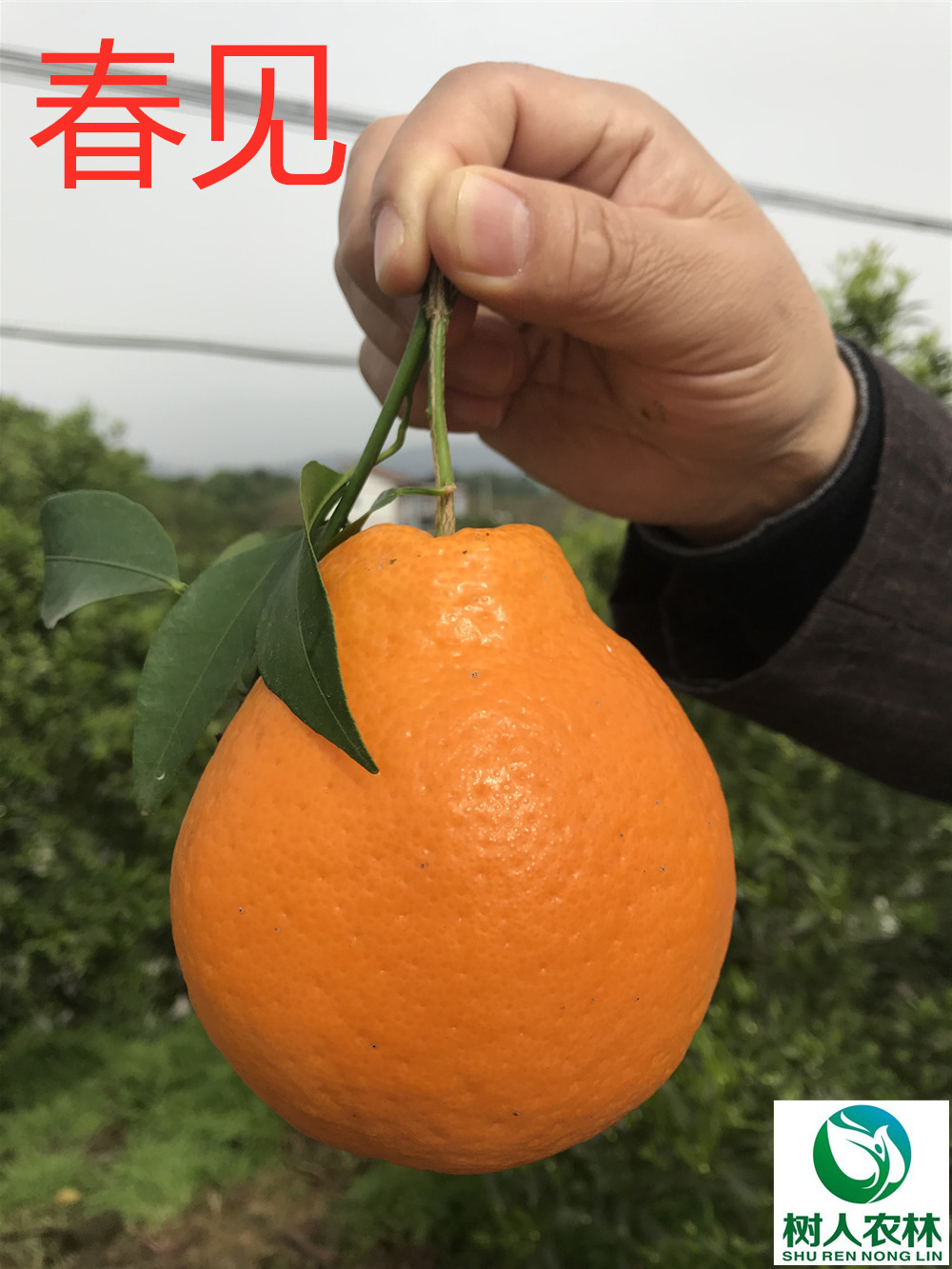 長沙市順世農林科技有限公司,湖(hú)南(nán)柑橘品種銷售,中國(guó)果樹(shù)網,常綠(lǜ)果樹(shù)類哪裡(lǐ)好(hǎo)