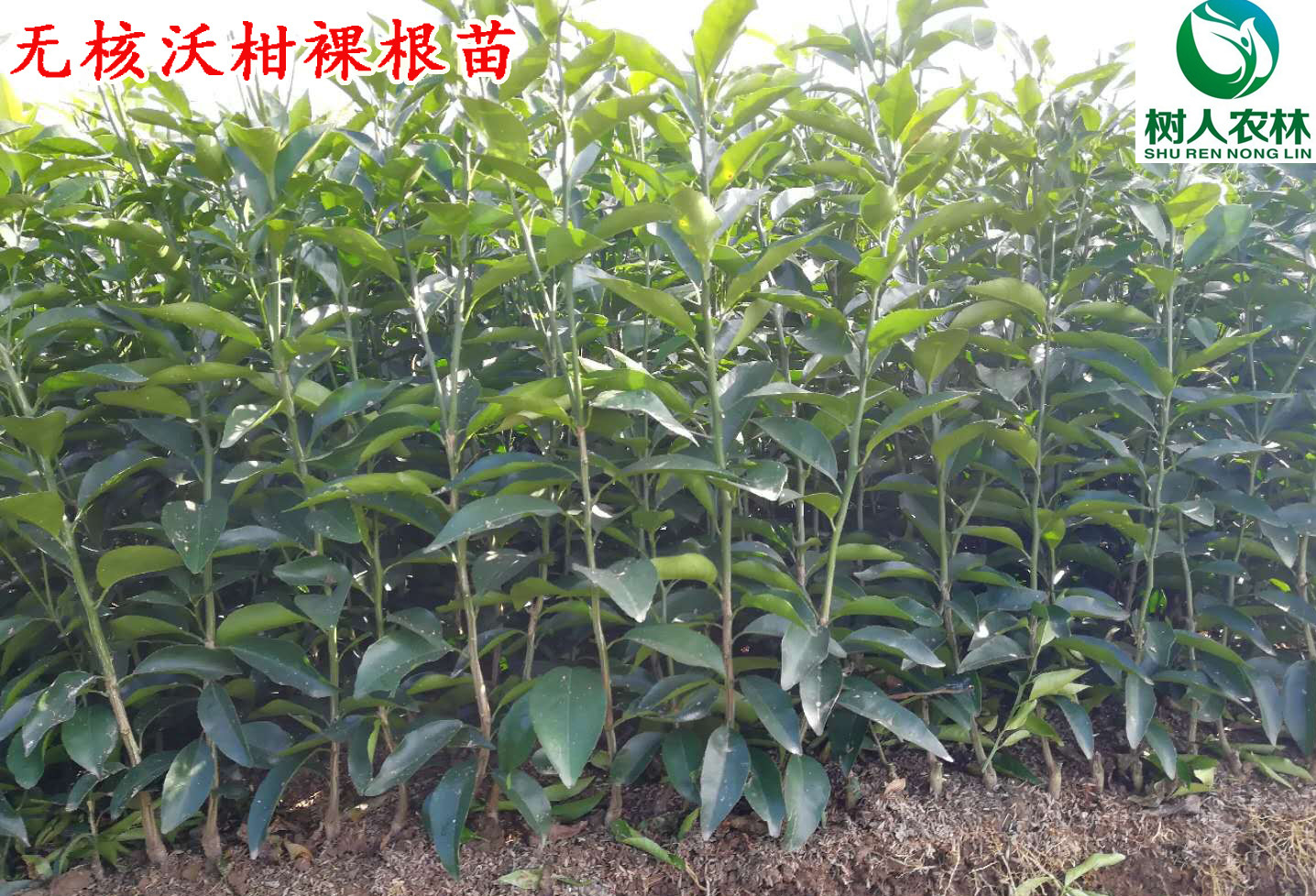 長沙市順世農林科技有限公司,湖(hú)南(nán)柑橘品種銷售,中國(guó)果樹(shù)網,常綠(lǜ)果樹(shù)類哪裡(lǐ)好(hǎo)