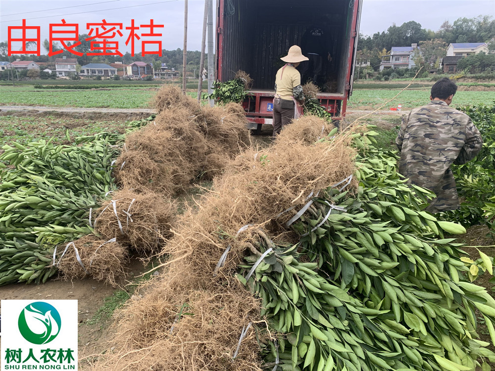 長沙市順世農林科技有限公司,湖(hú)南(nán)柑橘品種銷售,中國(guó)果樹(shù)網,常綠(lǜ)果樹(shù)類哪裡(lǐ)好(hǎo)