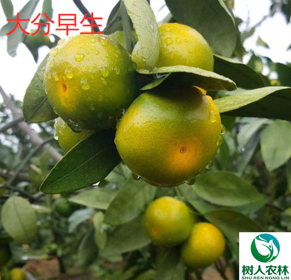 長沙市順世農林科技有限公司,湖(hú)南(nán)柑橘品種銷售,中國(guó)果樹(shù)網,常綠(lǜ)果樹(shù)類哪裡(lǐ)好(hǎo)