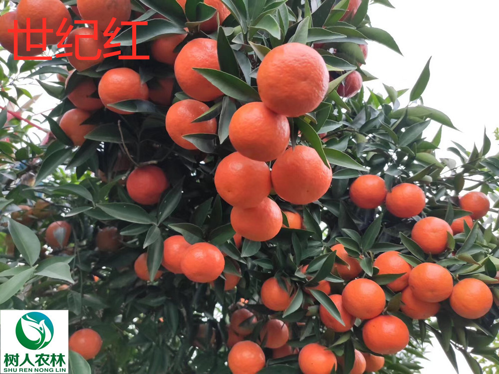 長沙市順世農林科技有限公司,湖(hú)南(nán)柑橘品種銷售,中國(guó)果樹(shù)網,常綠(lǜ)果樹(shù)類哪裡(lǐ)好(hǎo)