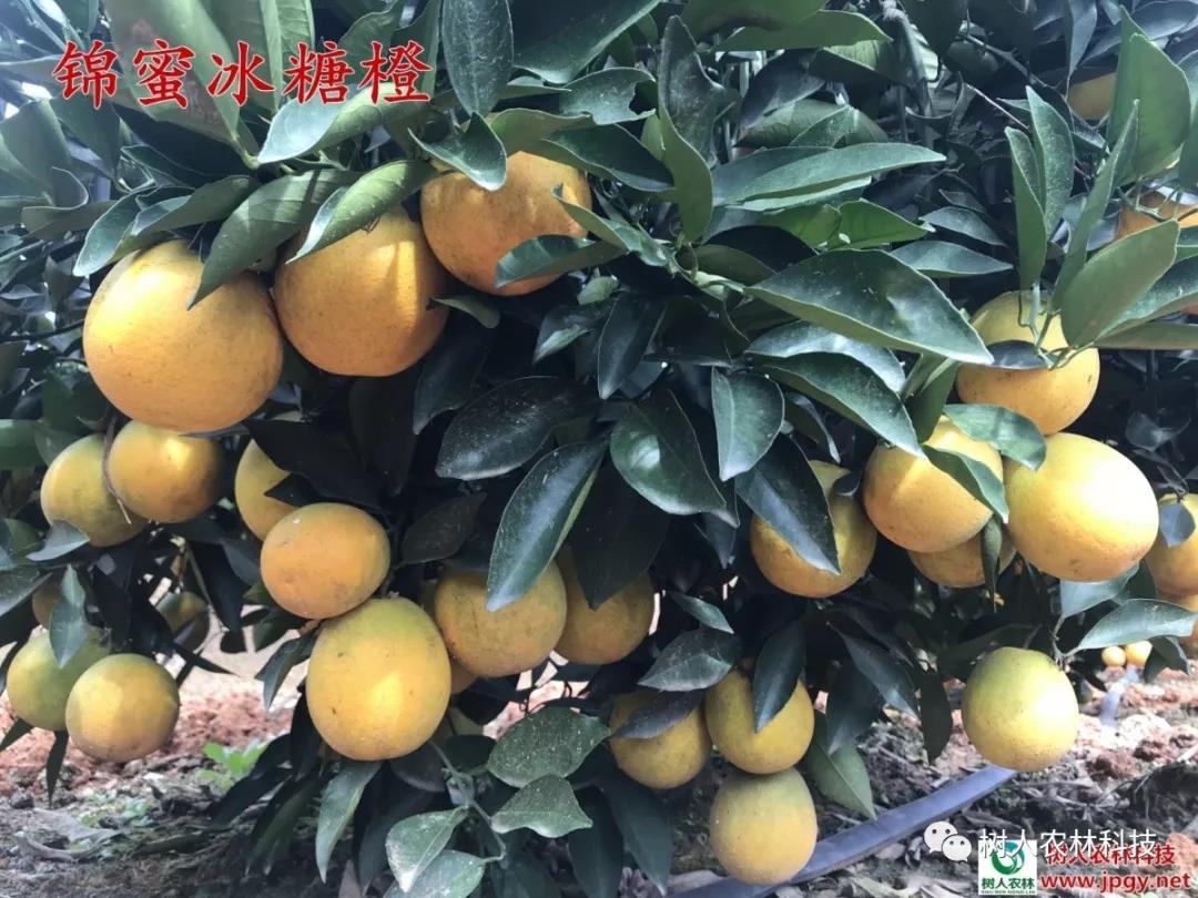 長沙市順世農林科技有限公司,湖(hú)南(nán)柑橘品種銷售,中國(guó)果樹(shù)網,常綠(lǜ)果樹(shù)類哪裡(lǐ)好(hǎo)