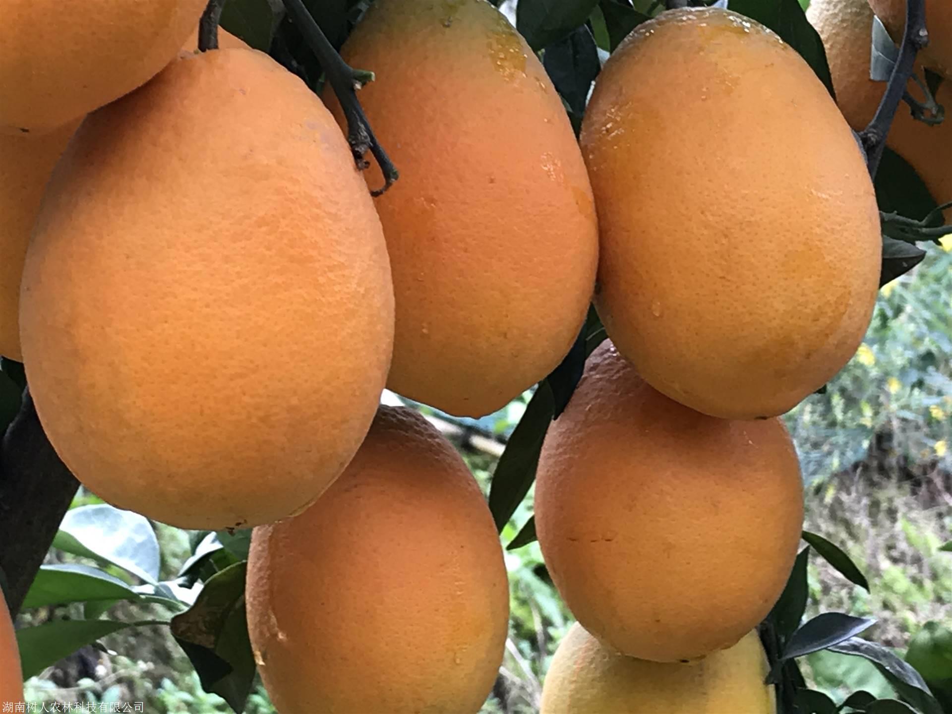 長沙市順世農林科技有限公司,湖(hú)南(nán)柑橘品種銷售,中國(guó)果樹(shù)網,常綠(lǜ)果樹(shù)類哪裡(lǐ)好(hǎo)