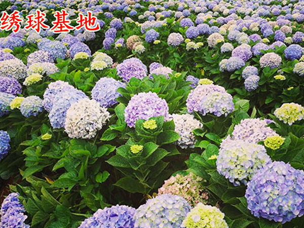 大(dà)花(huā)繡球