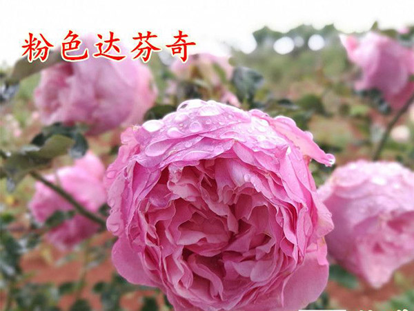 粉色達芬奇